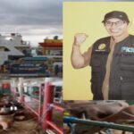 Berkat Lobi Dengan Dirjend Diklala Menhub, Disnak Dompu Berhasil Kirim Sapi Potong 370 Ekor Lewat Tol Laut Rute Kalimantan Selatan,